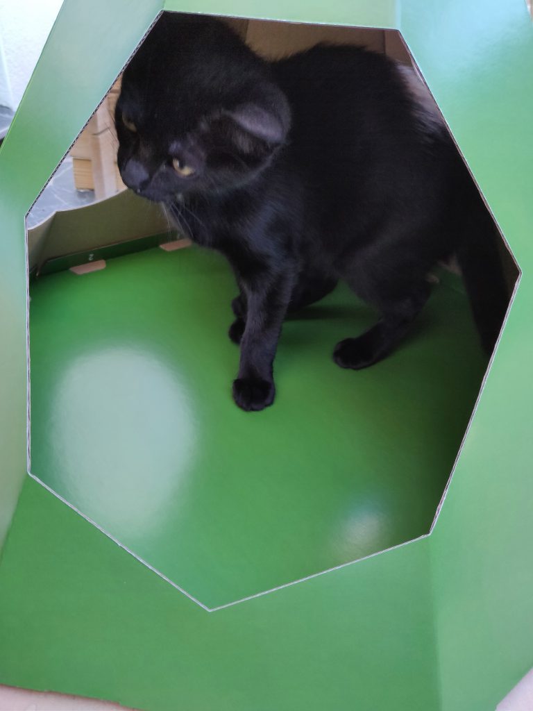 DIY : tipi en carton pour chat - Notre test
